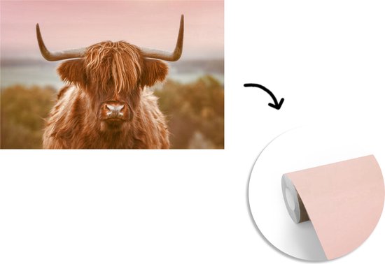 Papier peint - Papier peint photo Vache - Highlander écossais - Animal - Largeur 525 cm x hauteur 350 cm