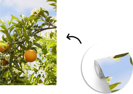 Behang - Fotobehang Sinaasappels in de boom met oranjebloesem - Breedte 225 cm x hoogte 350 cm