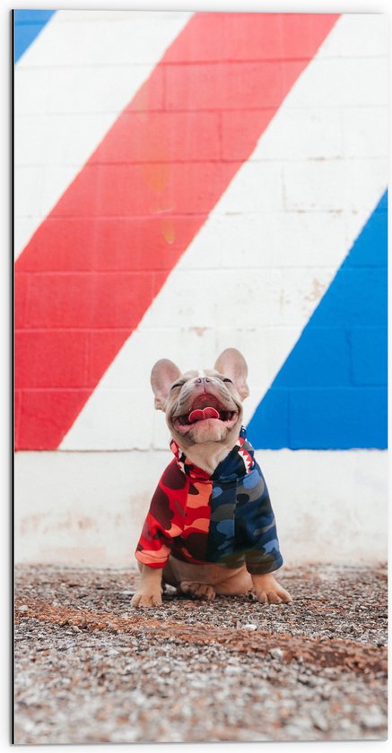 WallClassics - Dibond - Blije Hond met Trui en Kleurrijke Achtergrond - 50x100 cm Foto op Aluminium (Met Ophangsysteem)