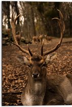 WallClassics - Dibond - Bruin Edelhert Zittend in het Bos - 50x75 cm Foto op Aluminium (Wanddecoratie van metaal)