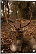 WallClassics - Tuinposter – Bruin Edelhert Zittend in het Bos - 40x60 cm Foto op Tuinposter (wanddecoratie voor buiten en binnen)