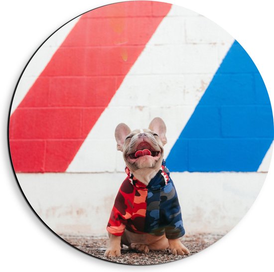 WallClassics - Dibond Muurcirkel - Blije Hond met Trui en Kleurrijke Achtergrond - 40x40 cm Foto op Aluminium Muurcirkel (met ophangsysteem)