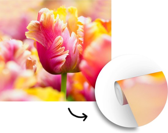 Papier peint photo vinyle - Un gros plan de tulp rose avec une tête jaune largeur 240 cm x hauteur 240 cm - Tirage photo sur papier peint (disponible en 7 tailles)