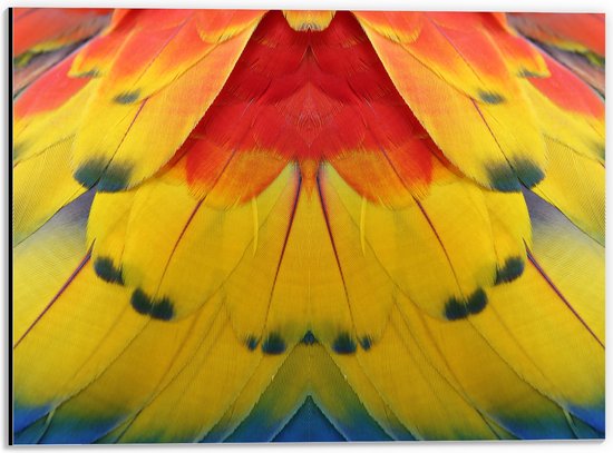 Dibond - Close-up van Kleurrijke Veren - 40x30 cm Foto op Aluminium (Met Ophangsysteem)