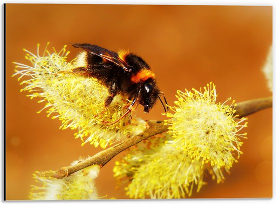 WallClassics - Dibond - Hommel op Gele Bloem - 40x30 cm Foto op Aluminium (Wanddecoratie van metaal)