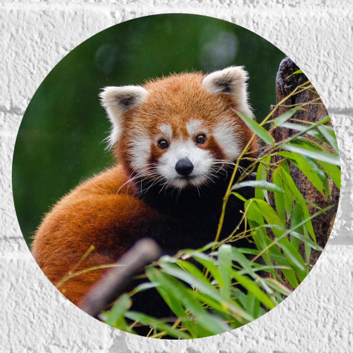 Muursticker Cirkel - Aandoenlijke Rode Panda op Boomstam met Groene Planten - 20x20 cm Fot