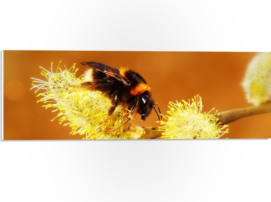 WallClassics - PVC Schuimplaat- Hommel op Gele Bloem - 60x20 cm Foto op PVC Schuimplaat