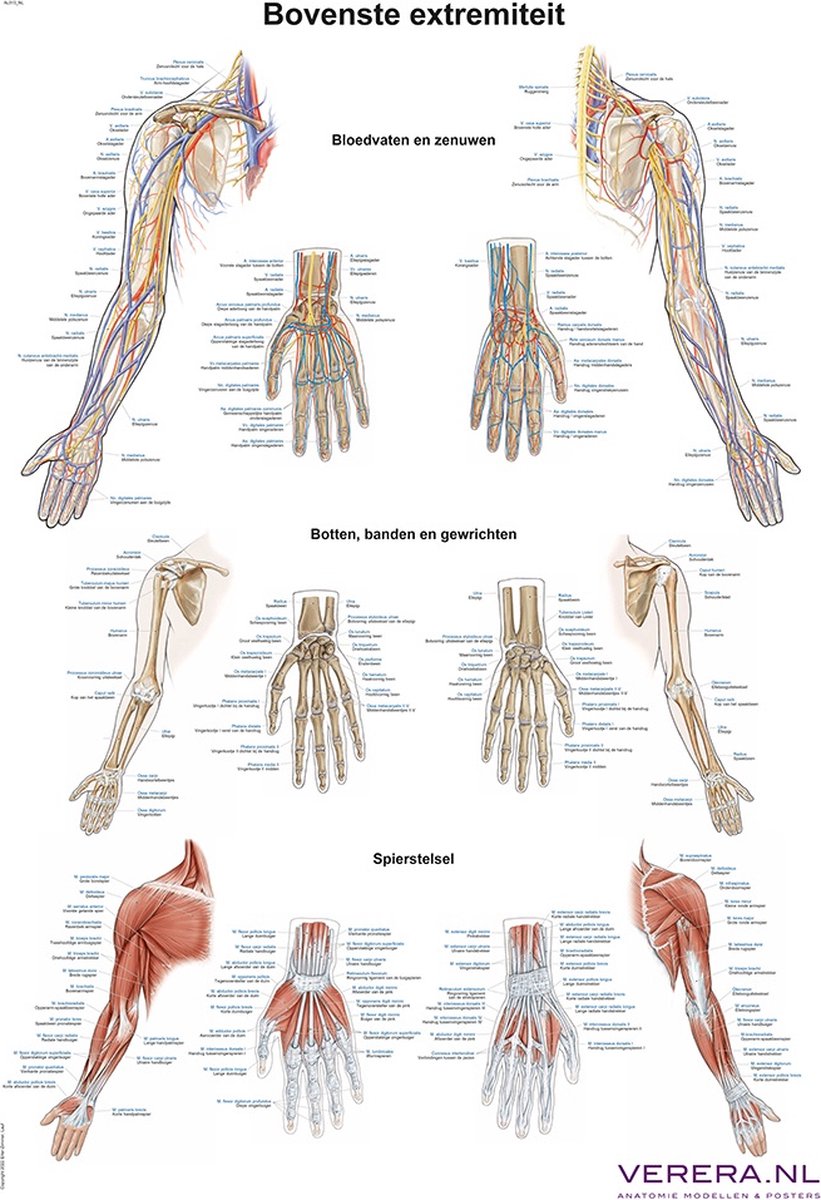 Anatomie poster schouder, elleboog, hand (bovenste extremiteit, Nederlands/Latijn, papier, 50x70 cm)
