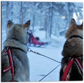 WallClassics - Dibond - Chiens dans la neige - Photo sur aluminium 50x50 cm (Décoration murale en métal)