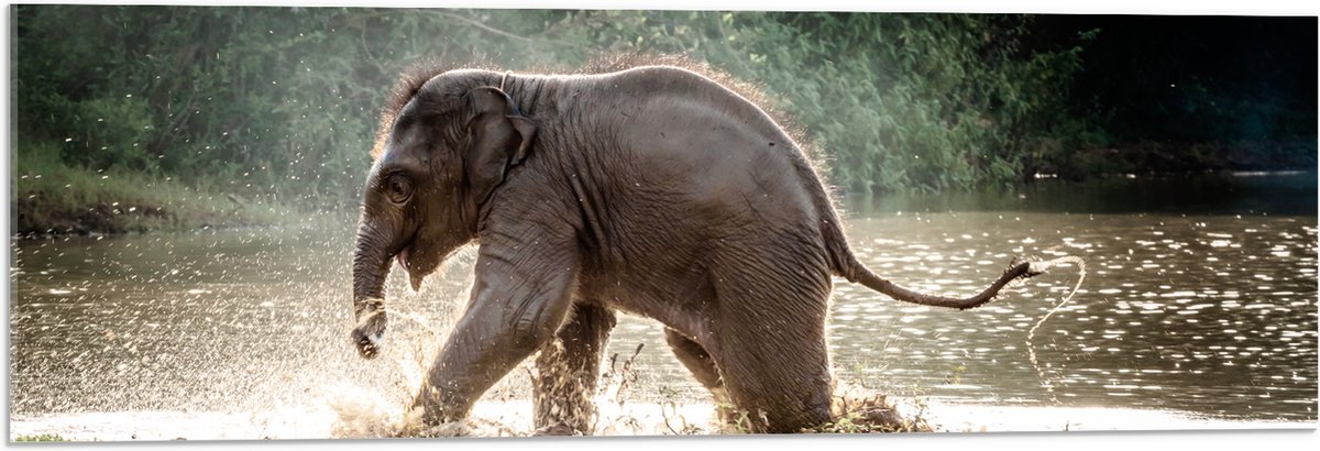 Acrylglas - Baby Olifant Spelend in Meer in Regenwoud - 90x30 cm Foto op Acrylglas (Met Ophangsysteem)