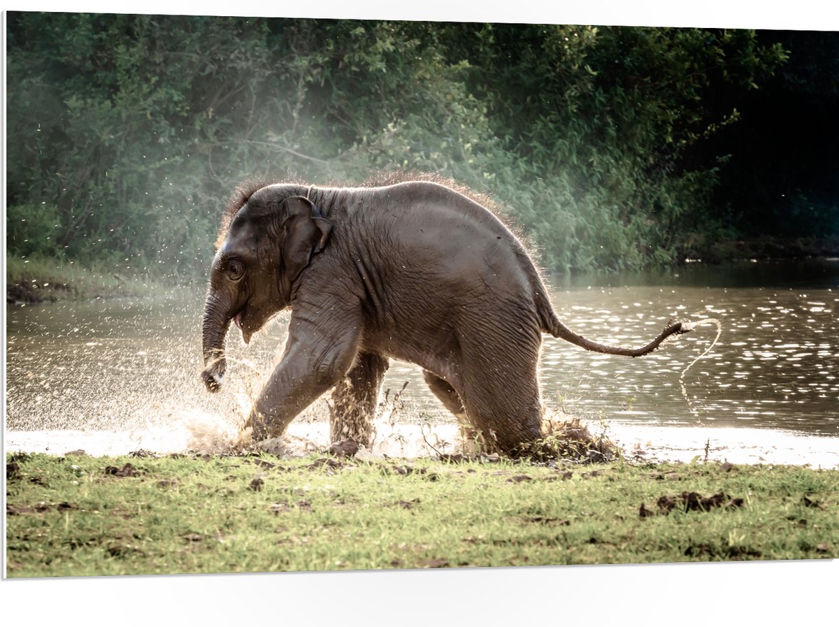 PVC Schuimplaat- Baby Olifant Spelend in Meer in Regenwoud - 105x70 cm Foto op PVC Schuimplaat