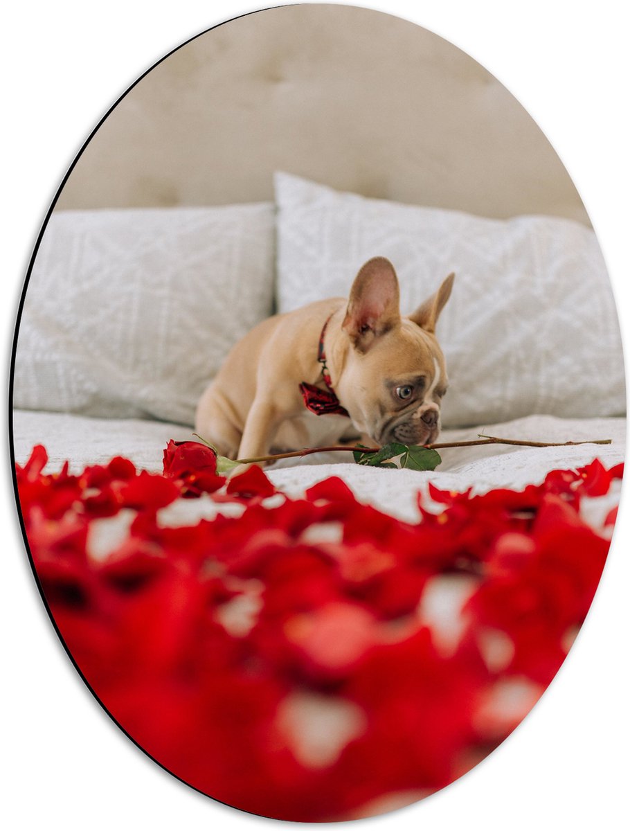 Dibond Ovaal - Hondje op Bed met Rode Rozenblaadjes - Franse Buldog - 42x56 cm Foto op Ova