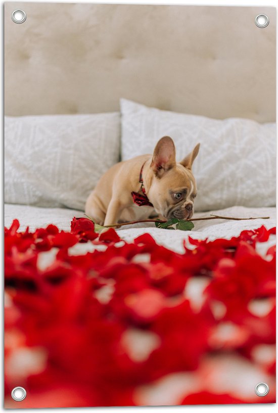 WallClassics - Tuinposter – Hondje op Bed met Rode Rozenblaadjes - Franse Buldog - 40x60 cm Foto op Tuinposter (wanddecoratie voor buiten en binnen)