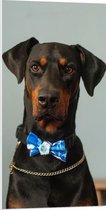 WallClassics - PVC Schuimplaat - Hond met Blauwe Strik - 50x100 cm Foto op PVC Schuimplaat (Met Ophangsysteem)