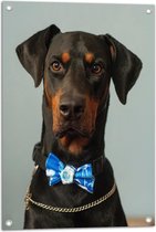 WallClassics - Tuinposter – Hond met Blauwe Strik - 50x75 cm Foto op Tuinposter (wanddecoratie voor buiten en binnen)