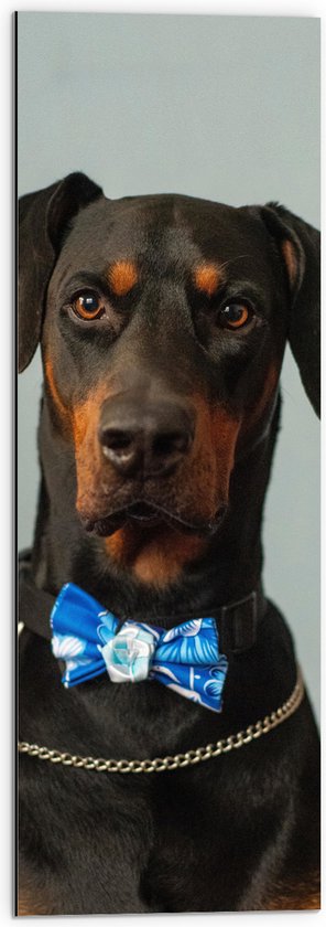 WallClassics - Dibond - Hond met Blauwe Strik - 30x90 cm Foto op Aluminium (Met Ophangsysteem)