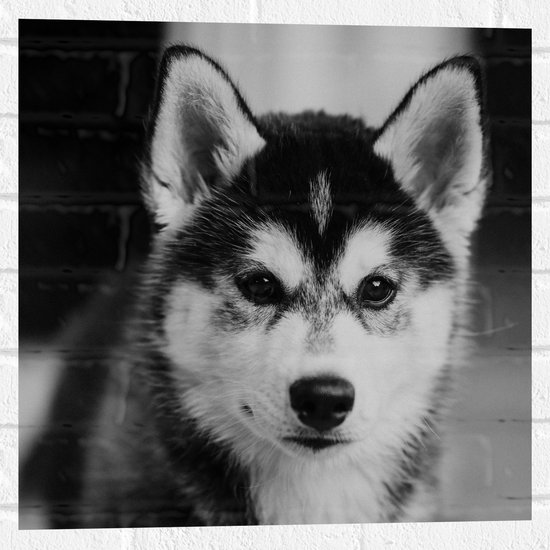 WallClassics - Muursticker - Husky Hond in het Zwart Wit - 50x50 cm Foto op Muursticker