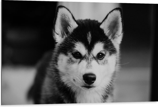 WallClassics - Dibond - Husky Hond in het Zwart Wit - 105x70 cm Foto op Aluminium (Wanddecoratie van metaal)