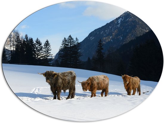 Dibond Ovaal - Drie Schotse Hooglanders in Sneeuw Landschap bij Bergen - 108x81 cm Foto op Ovaal (Met Ophangsysteem)