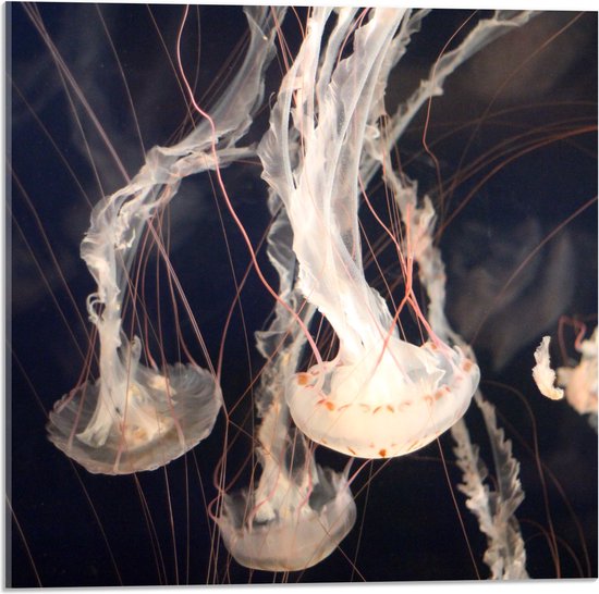 WallClassics - Acrylglas - Kwallen zwemmend Onderwater - 50x50 cm Foto op Acrylglas (Wanddecoratie op Acrylaat)