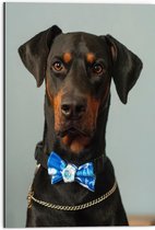 WallClassics - Dibond - Hond met Blauwe Strik - 50x75 cm Foto op Aluminium (Wanddecoratie van metaal)
