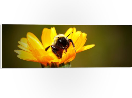 WallClassics - PVC Schuimplaat - Hommel op een Bloem - 60x20 cm Foto op PVC Schuimplaat (Met Ophangsysteem)