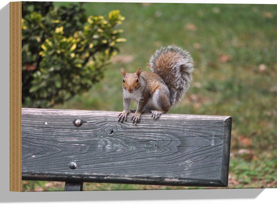 Hout - Eekhoorn Rustend op Leuning van Parkbank - 40x30 cm - 9 mm dik - Foto op Hout (Met Ophangsysteem)