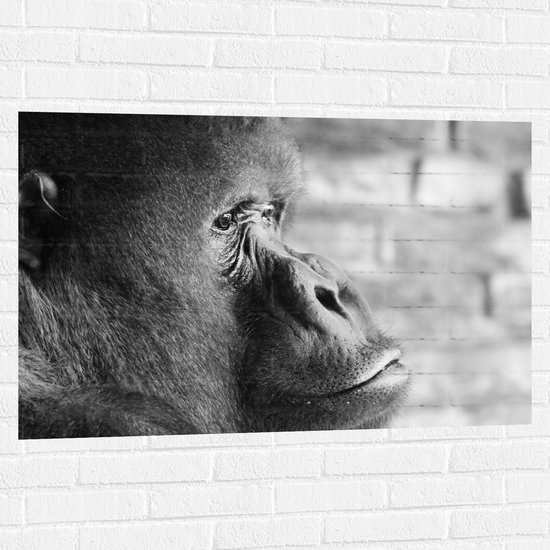 WallClassics - Muursticker - Opzijkijkende Gorilla in het Zwart-wit - 105x70 cm Foto op Muursticker