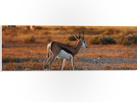 PVC Schuimplaat - Achterkant van Antilope in Landschap, Afrika - 60x20 cm Foto op PVC Schuimplaat (Met Ophangsysteem)