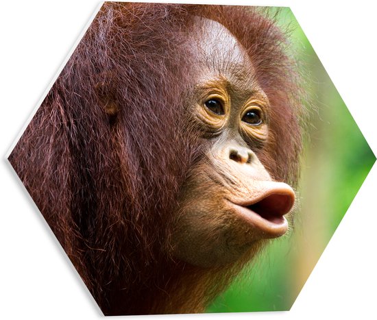 PVC Schuimplaat Hexagon - Fluitende Rood-Bruine Orang Oetan in Regenwoud - 40x34.8 cm Foto op Hexagon (Met Ophangsysteem)