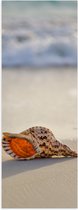 Poster (Mat) - Schelp op het Strand - 20x60 cm Foto op Posterpapier met een Matte look