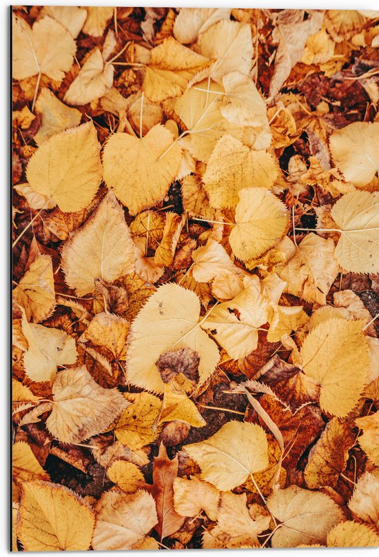 Dibond - Herfstige Bladeren op de Grond - 50x75 cm Foto op Aluminium (Met Ophangsysteem)