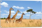 Tuinposter – Giraffen in het Hoge Gras - 90x60 cm Foto op Tuinposter (wanddecoratie voor buiten en binnen)