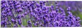 Acrylglas - Lavendel Planten op een Grasveld - 90x30 cm Foto op Acrylglas (Wanddecoratie op Acrylaat)