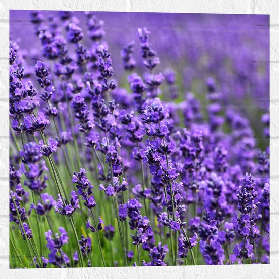 Muursticker - Lavendel Planten op een Grasveld - 50x50 cm Foto op Muursticker