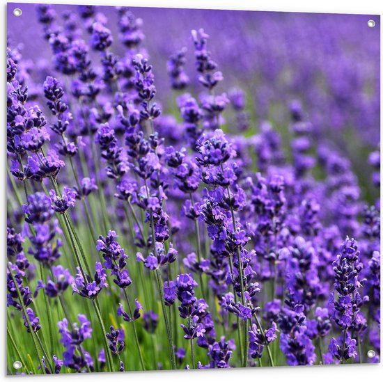 Tuinposter – Lavendel Planten op een Grasveld - 100x100 cm Foto op Tuinposter (wanddecoratie voor buiten en binnen)