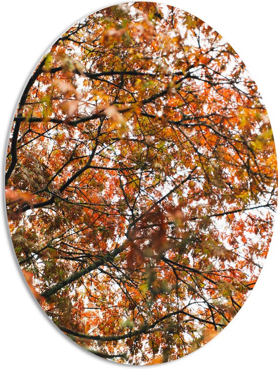 PVC Schuimplaat Ovaal - Herfst Bladeren in een Boom - 51x68 cm Foto op Ovaal (Met Ophangsysteem)