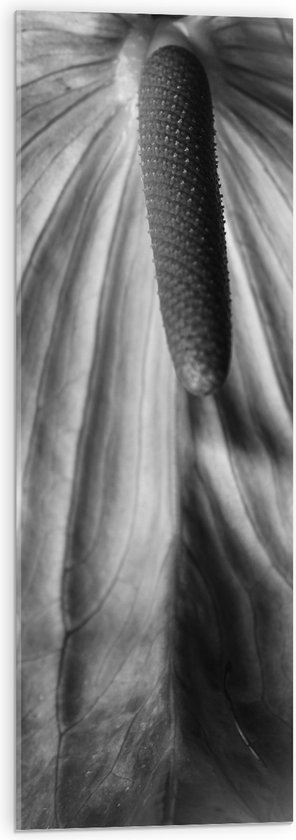 Acrylglas - Spathiphyllum Cochlearspathum Bloem - Zwart/Wit - 30x90 cm Foto op Acrylglas (Met Ophangsysteem)