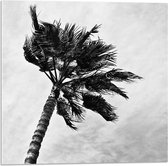 Acrylglas - Harde Wind bij Palmboom - Zwart/Wit - 50x50 cm Foto op Acrylglas (Wanddecoratie op Acrylaat)