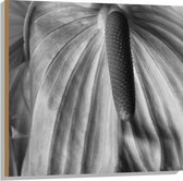 Hout - Spathiphyllum Cochlearspathum Bloem - Zwart/Wit - 80x80 cm - 9 mm dik - Foto op Hout (Met Ophangsysteem)