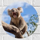 Muursticker Cirkel - Gapende Koala op een Tak - 30x30 cm Foto op Muursticker