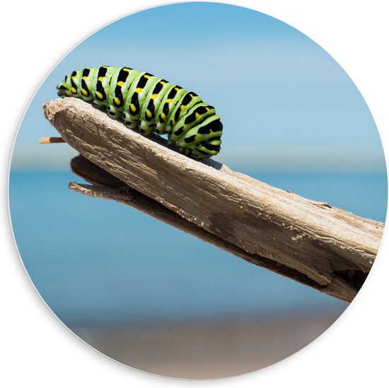 WallClassics - PVC Schuimplaat Muurcirkel - Groene Rups op een Tak - 60x60 cm Foto op Muurcirkel (met ophangsysteem)