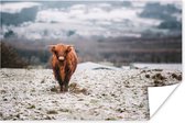Portretfoto Schotse hooglander in de sneeuw poster papier 90x60 cm - Foto print op Poster (wanddecoratie woonkamer / slaapkamer) / Wilde dieren Poster