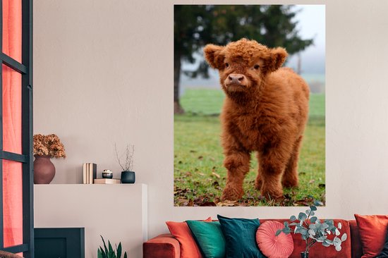 Papier pour affiche Curious Little Calf Scottish Highlander