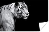 Siberische witte tijger op zwarte achtergrond poster papier 180x120 cm - Foto print op Poster (wanddecoratie woonkamer / slaapkamer) / Wilde dieren Poster XXL / Groot formaat!