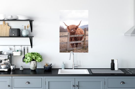 Curious Scottish Highlander poster paper 40x60 cm - Tirage photo sur Poster (décoration murale salon / chambre) / Poster Animaux sauvages