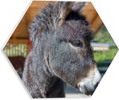 WallClassics - Plaque de Mousse PVC Hexagone - Âne Gris dans l'Étable - 30x26,1 cm Photo sur Hexagone (Avec Système d'accrochage)