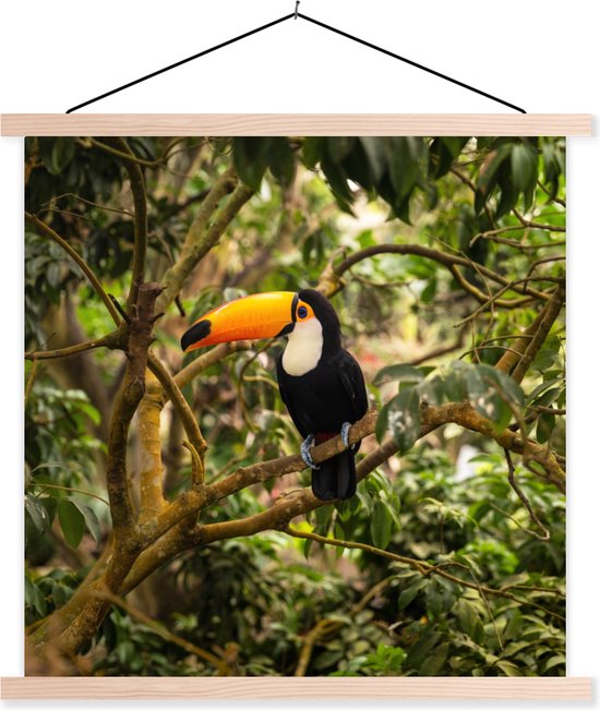 Porte-affiche avec affiche - Affiche scolaire - Vogel - Toucan - Jungle - Nature - Tropical - 90x90 cm - Lattes transparentes