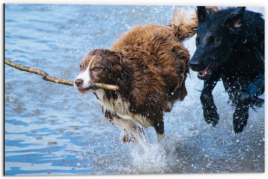 WallClassics - Dibond - Honden Spelend met een Tak in het Water - 60x40 cm Foto op Aluminium (Wanddecoratie van metaal)