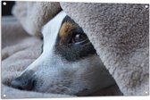 WallClassics - Tuinposter – Hondje is Moe onder de Deken - 105x70 cm Foto op Tuinposter (wanddecoratie voor buiten en binnen)